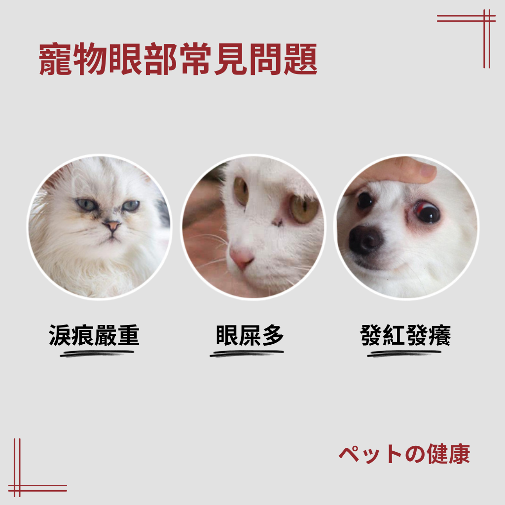 日本KOJIMA淚痕濕巾